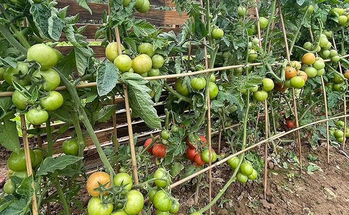 Plant Bamboo Post,5Feet,Bamboo Garden Stakes,50PcsBamboo Stakes,for Tomato,Beans,Vegetable and Flowers, Potted Plants,Indoor and Outdoor Climbing Plants