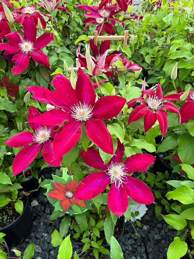 Perennial Farm Clematis 'Rebecca' Hybrid – Live Flowering Vine in 4 Quart Container, Large Velvety Red Blooms, Long Blooming, Compact Climber, Ideal for Trellises, Arbors & Containers