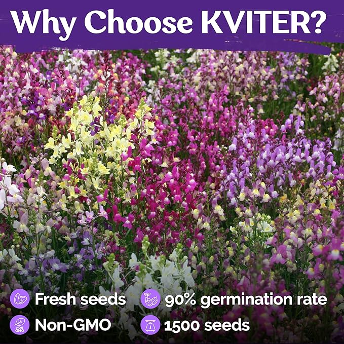 KVITER 5,500 Fairy Bouquet Mix Snapdragon Seeds for Planting (Linaria Maroccana) – Known as Toadflax, Heirloom & Organic – Flower Seeds to Plant Outside & Inside – Garden, Containers, Borders, Beds