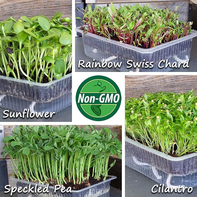 Self Watering Indoor Microgreens Kit - Complete Soil Microgreens Growing Kit for Vegetable Seeds & Herb Seeds - Black Sunflower Seeds, Pea Shoots Microgreen Seeds, Swiss Chard Seeds, & Cilantro Seeds