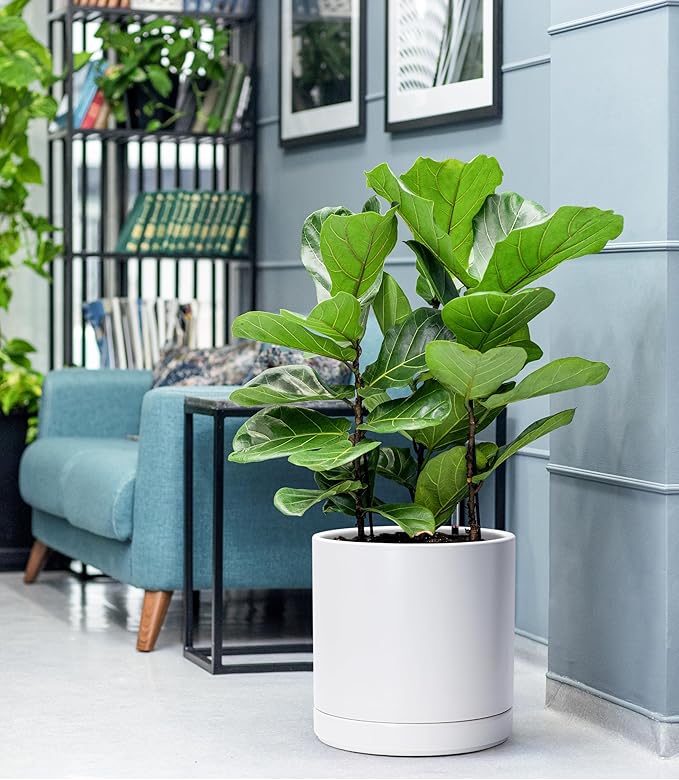 D'vine Dev 8.2 Inch & 10 Inch Ceramic Planter Pot for Plants with Drainage Hole and Saucer, Large Plant Pots Set, White, 94-G-L-1