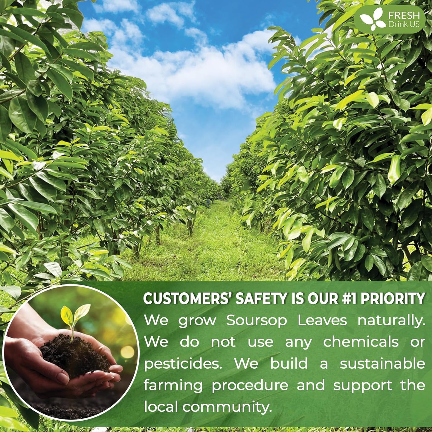 FreshDrinkUS, 150 Premium Soursop Graviola Leaf Tea Bags, 100% Natural and Pure, Hand-made, Made With Natural Materials-Corn Fiber Tea Bag, Sugar/Caffeine/Gluten Free, Hoja Guanabana Tea