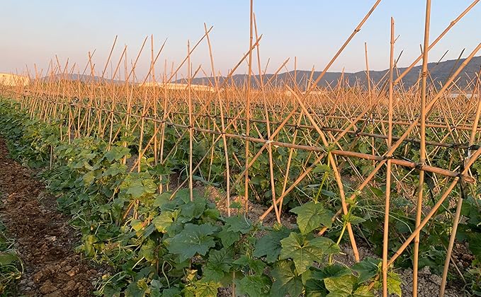 Plant Bamboo Post,6Feet,Bamboo Garden Stakes,50PcsBamboo Stakes,for Tomato,Beans,Vegetable and Flowers, Potted Plants,Indoor and Outdoor Climbing Plants