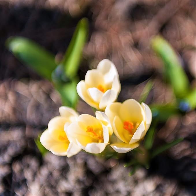 Easy to Grow Crocus 'Cream Beauty' Plant Bulbs (20 Pack) - Fragrant Cream Yellow Flowering Blooms in Spring Gardens
