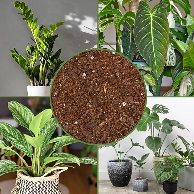 Aroid Plant Potting Soil Mix (8 Quarts), for Pothos Devil's Ivy, ZZ Plant, Chinese Evergreen, Dumb Cane, Philodendron, Syngonium, Alocasia, Colocasia Etc.