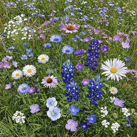 Ferry-Morse Cool Colors Mix Bulk Wildflower Seeds, 1lb