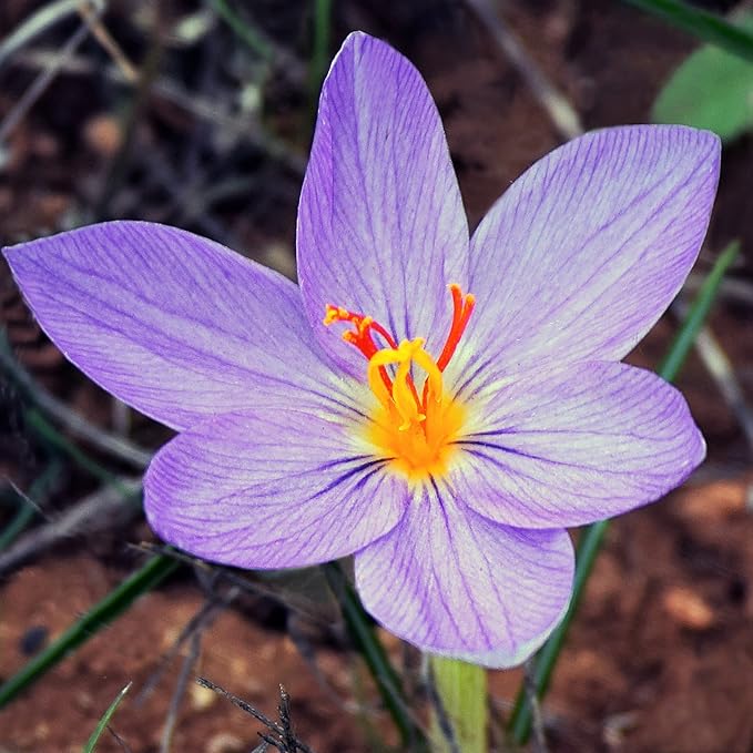 Easy to Grow Crocus Sativus Saffron Crocus 60 Plant Bulbs - Purple Flowers in Fall, Full Sun Outdoor Zones 6-9, Grow The Most Expensive Spice