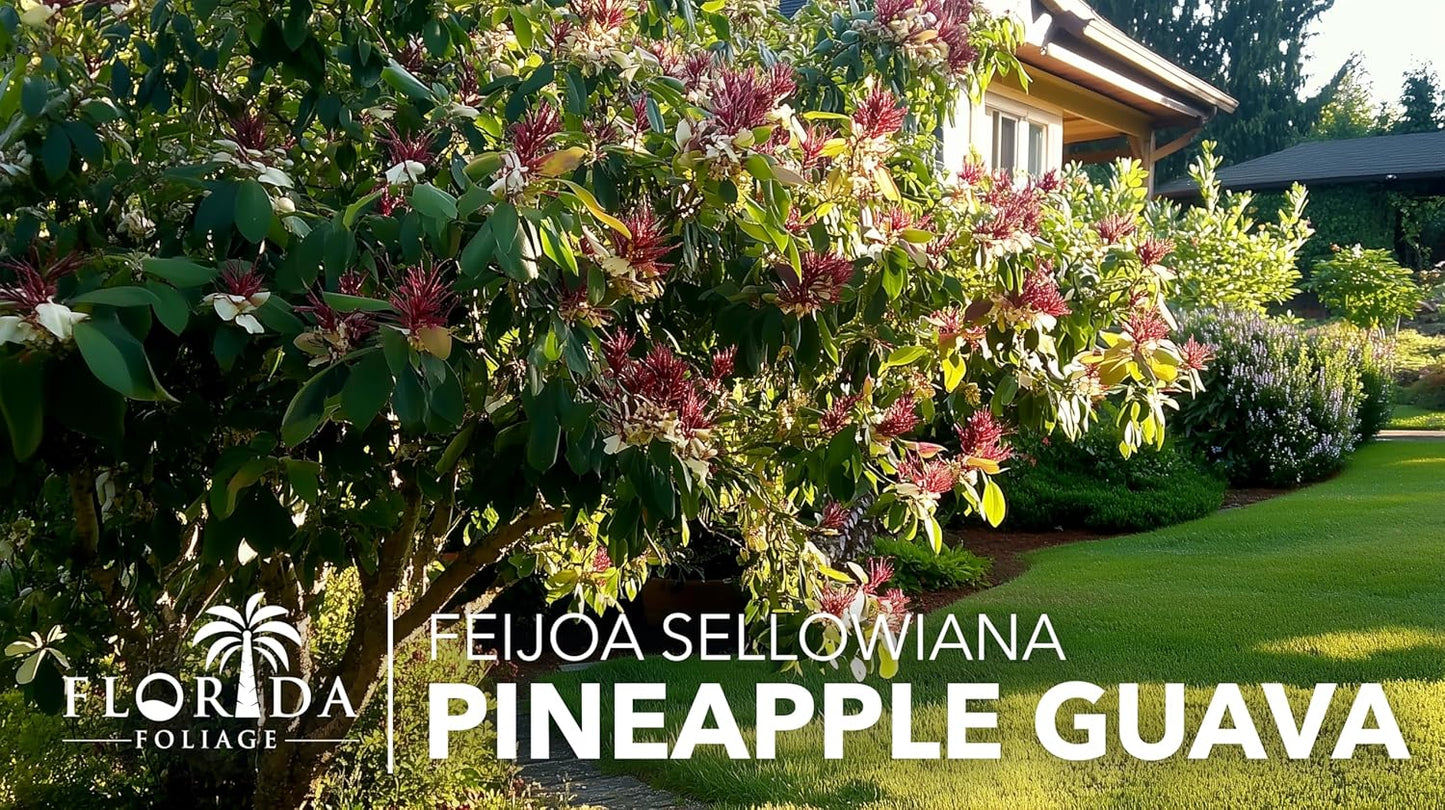 Pineapple Guava - 30 Live Plants - Feijoa Sellowiana - Edible Fruit and Flowering Foliage
