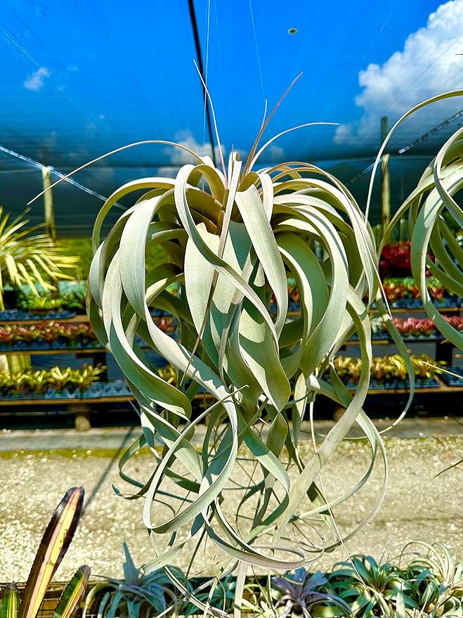 Live Air Plant - Tillandsia Xerographica, Jumbo 6-9” - 5 ct - Ideal for Gifts & Presents, Live Indoor Plants & Live House-Plants – Live Plants for Home décor