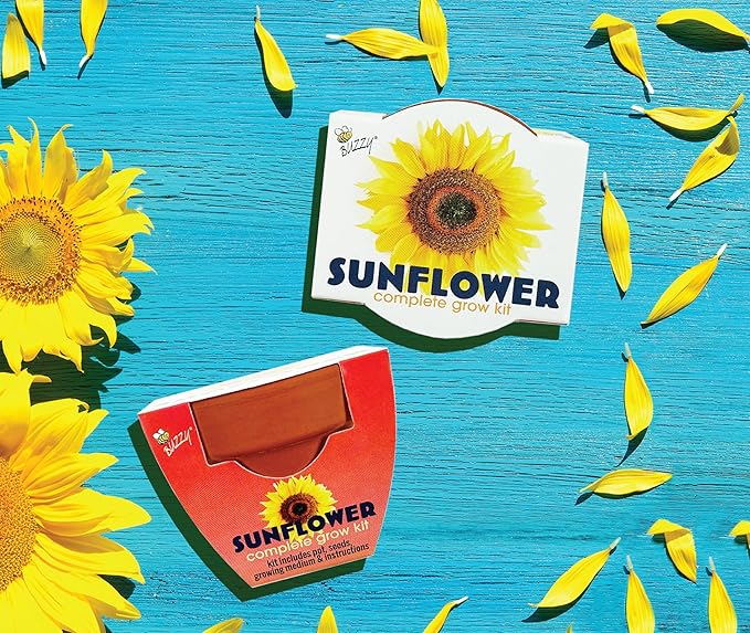 BUZZY Seeds Terracotta Mini Grow Pots | Herb, Plant, Flower Starter Kit for Kids & Adults | Sunflower 12-Pack, Classic Collection | Guaranteed to Grow | Best Indoor-Outdoor Gardening Gift