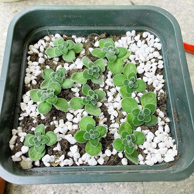 10 Quart Organic Perlite Horticultural Soil Amendment for Plants and Enhanced Drainage Enhanced Growth