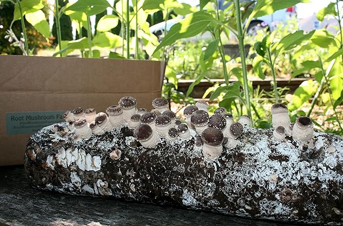 Root Mushroom Farm- Shiitake Mushroom Grow Kit-Start Right Away Once Received