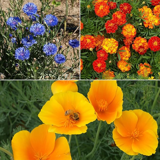 Ferry-Morse Low-Growing Mix Bulk Flower Seeds, 1lb