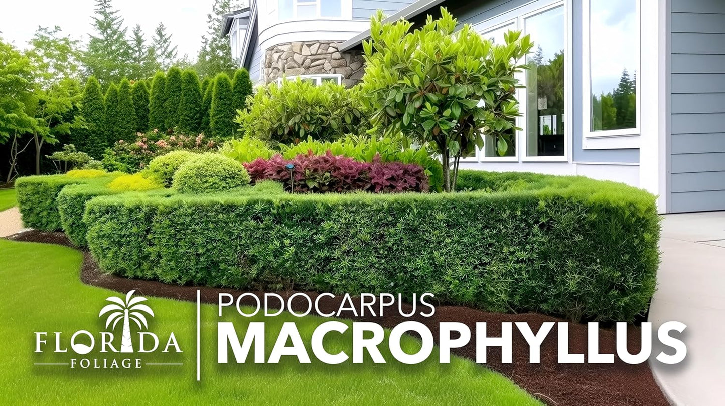 Podocarpus Macrophyllus Japanese Yew | 30 Live Plants | Podocarpus macrophyllus | Privacy Hedge Shrub | Evergreen Landscaping Plants for Gardens & Borders