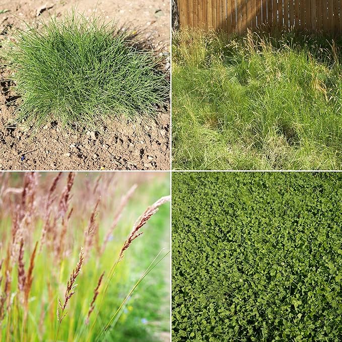 Ferry-Morse EcoEase Microclover and Fescue Low Maintenance Ground Cover Grass Seed Mix, 1lb