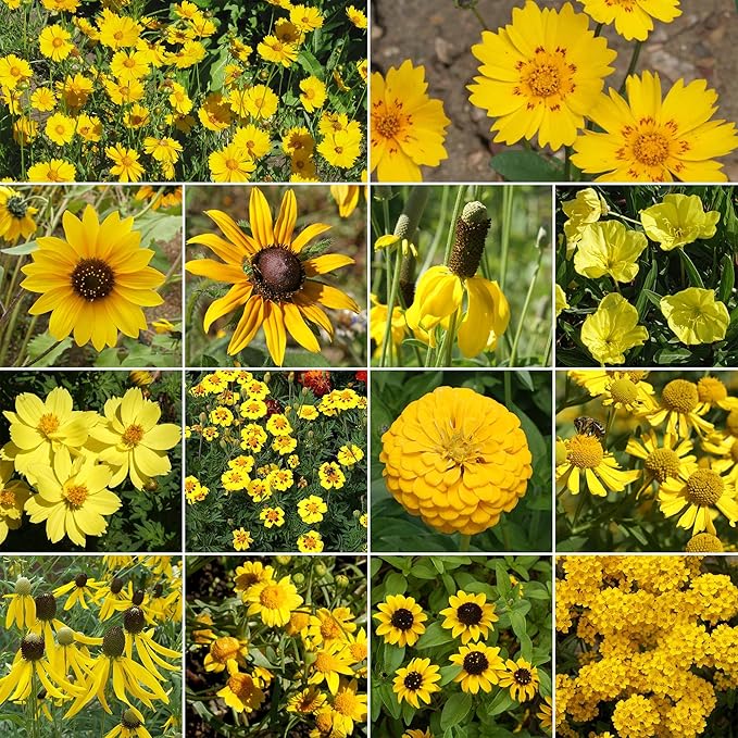 Ferry-Morse Yellow Mix Bulk Flower Seeds, 1lb