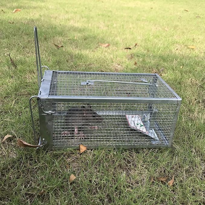 Kensizer Animal Humane Live Cage Trap That Work for Rat Mouse Chipmunk Mice Voles Hamsters and Other Small Rodents, Trampa para Ratones, Catch and Release 1Pack Medium 12" L x 6.5" W x 5" H