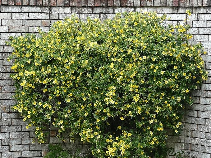 Carolina Jasmine Plant, Live Evergreen Vine, Fragrant Yellow Blooms, Fast Growing Climber for Trellis, Fences, or Arbors - Gelsemium sempervirens - 2 Cups