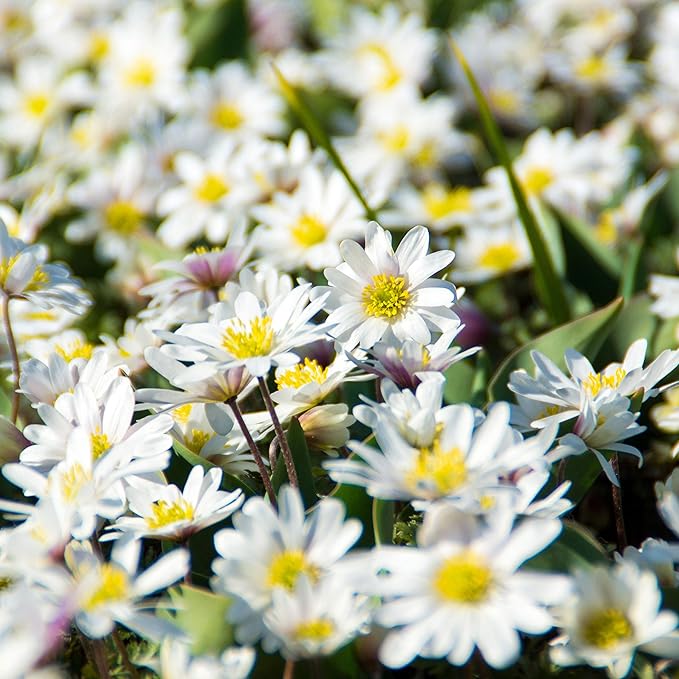 Easy to Grow Anemone Blanda 'White' Plant Bulbs (20 Pack) - White Flowering Blooms in Spring or Fall Gardens