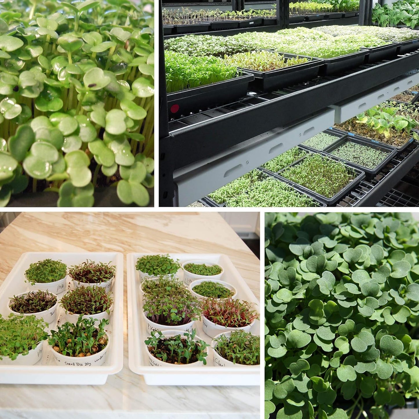 Handy Pantry Black Plastic Garden Tray Inserts - 5 Sheet of 48 Planting Pot Cells Each - 2x3 Nested x8 Configuration - Perforated - Nursery, Greenhouse, Gardening