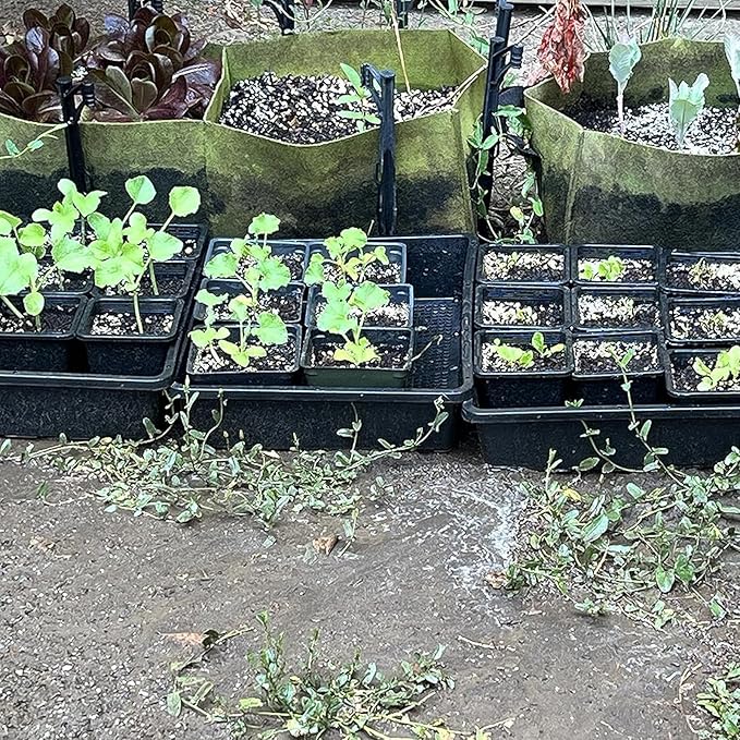 JOIKIT 60 Pack 4 Inch Black Square Nursery Pot, Plastic Square Plant Pot with Drainage Hole, Seedling Nursery Transplant Planter for Indoor, Outdoor, Garden, Office, Balcony