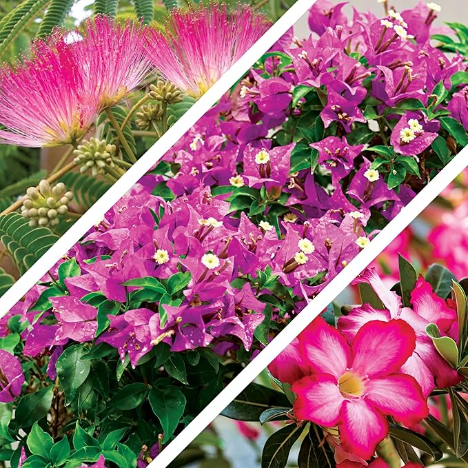 12 Bonsai Tree Seeds Kit - 300+ Seeds - Red Maple, Blue Spruce, Cherry Blossom, Wisteria, Black Pine, Flame, Chinese Elm, Purple Lilac, Trident Maple, Albizia Juibrissin, Judas, Desert Rose