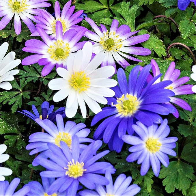 Easy to Grow Anemone Blanda Flutter Mix 60 Plant Bulbs - Blue, Pink, & White Flowers in Spring Outdoor, Full to Partial Sun