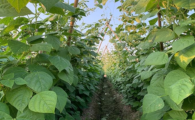 Plant Bamboo Post,5Feet,Bamboo Garden Stakes,50PcsBamboo Stakes,for Tomato,Beans,Vegetable and Flowers, Potted Plants,Indoor and Outdoor Climbing Plants