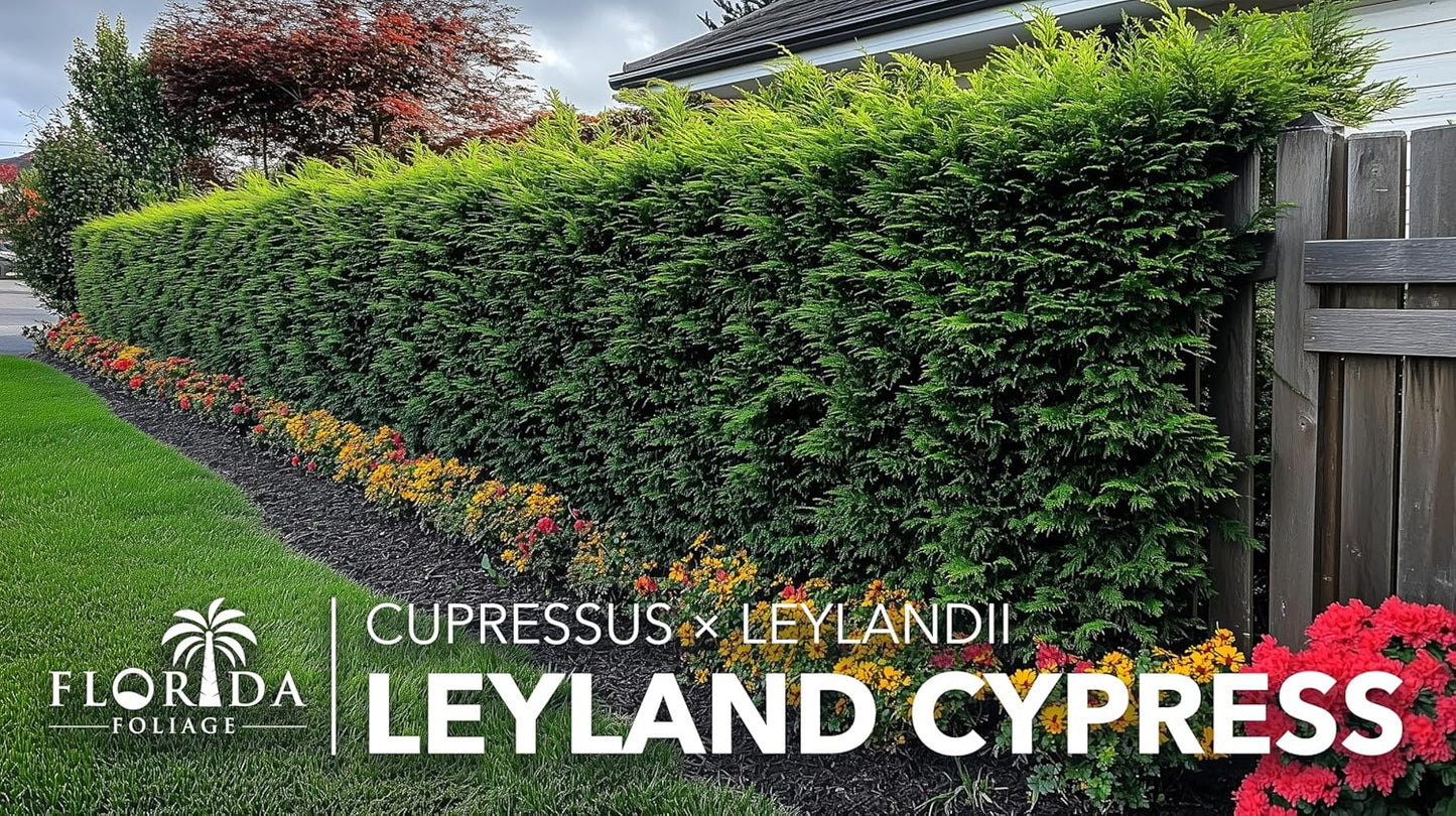 Leyland Cypress | 5 Quart Size Plants | Cupressocyparis leylandii | Fast Growing Privacy Trees, Evergreen Landscape Plants, Drought Tolerant, Low Maintenance, Windbreak, Hardy