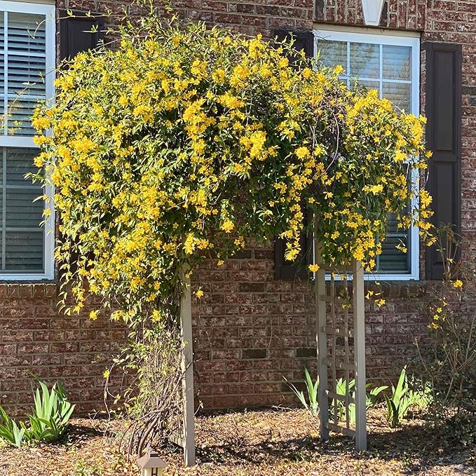 Carolina Jasmine Plant, Live Evergreen Vine, Fragrant Yellow Blooms, Fast Growing Climber for Trellis, Fences, or Arbors - Gelsemium sempervirens - 4 Cups