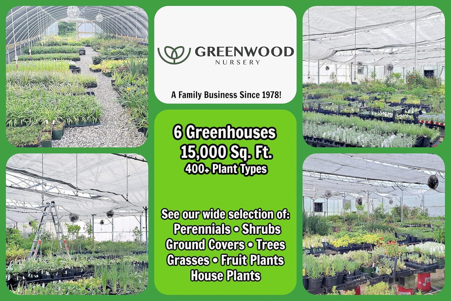 Greenwood Nursery: Live Perennial Plants - Oregano Hot and Spicy + Organum Vulgare - [Qty: 3X Pint Pots] - (Click for Other Available Plants/Quantities)