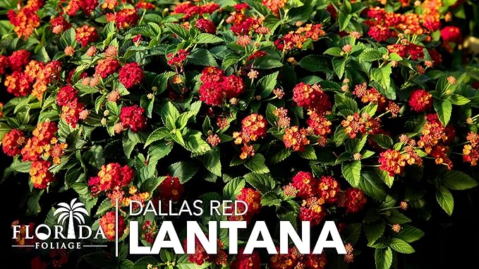 Lantana Dallas Red | 20 Live Plants | Lantana Camara | Flowering Perennial | Garden Colorful Bloom | Hardy Outdoor Decor | Vibrant Red Flowers