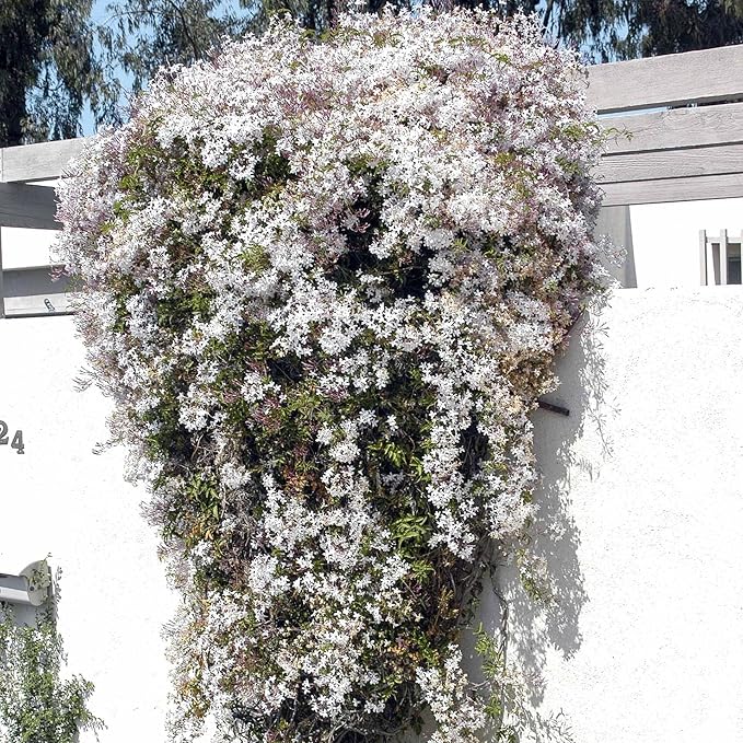 Pink Jasmine Vine - Jasminum Polyanthum - Fragrant & Blooming, Perfect for Indoor/Outdoor Decor (4 Pink jas Cups)