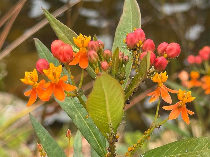 Tropical Milkweed - Asclepias Currassavica Seeds - Food and Host Plant for Monarch Butterflies. Will Grow All Over The United States as an Annual and Perennial from Zones 8b and Higher.