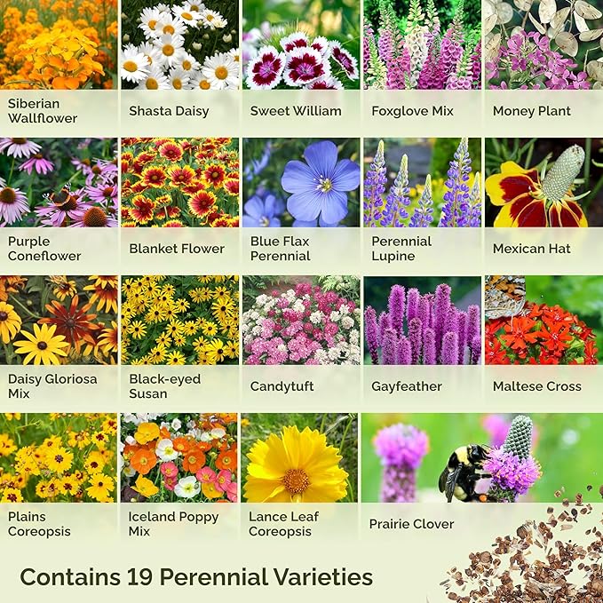 Eden Brothers All Perennial Wildflower Mixed Seeds for Planting, 1/4 lb, 120,000+ Seeds with Lupine, Shasta Daisy | Attracts Pollinators, Plant in Spring or Fall, Zones 3, 4, 5, 6, 7, 8, 9, 10