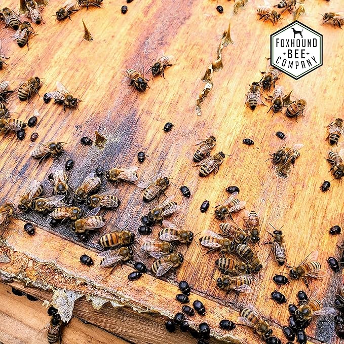 Clear Small Hive Beetle Trap with Baitable and Reusable Oil Trap Designed for Trapping Beetles in Bee Hives Without Chemicals for Beekeeping - 12 Pack