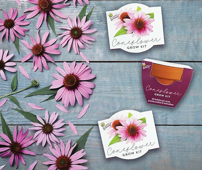 BUZZY Seeds Terracotta Mini Grow Pots | Herb, Plant, Flower Starter Kit for Kids & Adults | Coneflower 12-Pack, Classic Collection | Guaranteed to Grow | Best Indoor-Outdoor Gardening Gift
