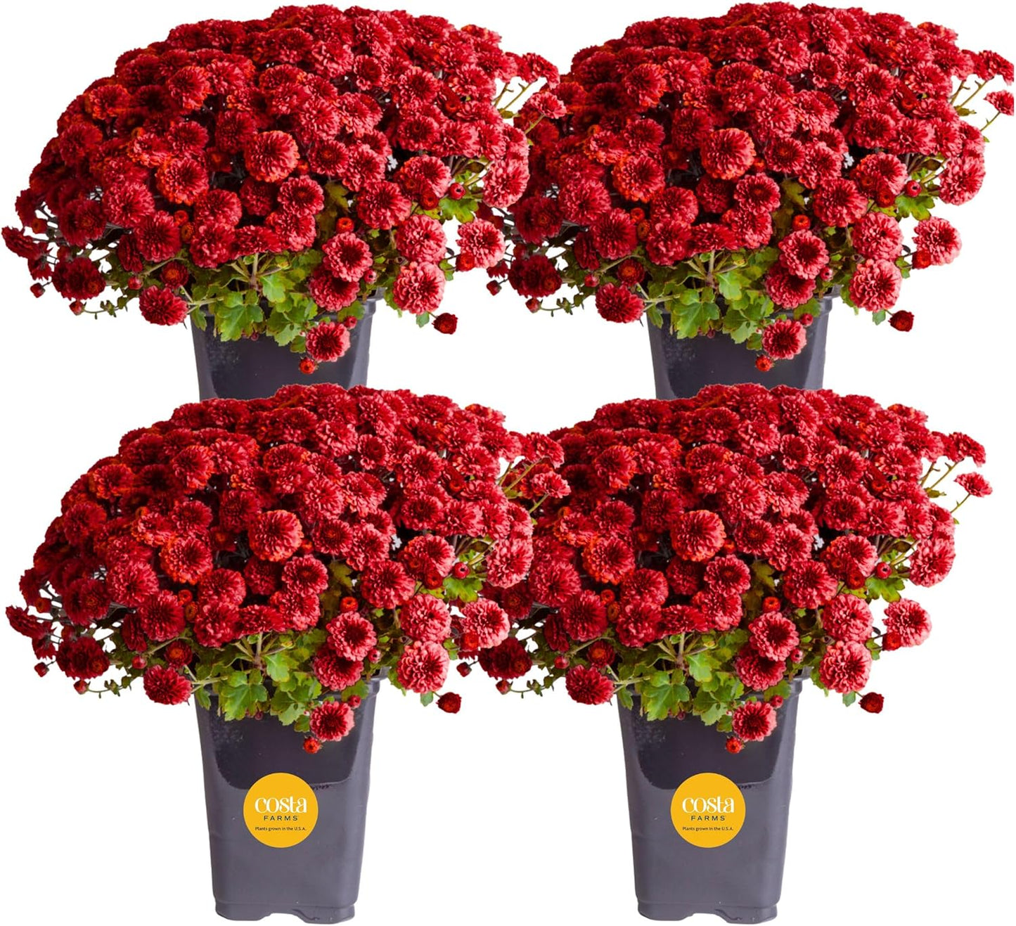 Costa Farms Live Plants – Fall Mums 4-Pack (Red) in Grower Pots | 1 Qt. Seasonal Houseplants & Outdoor Flowers for Porch, Patio, or Garden | Ships in Bud Form for Longer Bloom