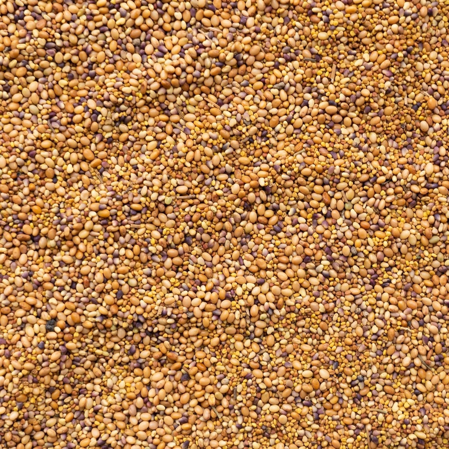 Clover Trio Seed Blend – Premium 4 oz ~44,800 Seeds – Red, White & Crimson Clover – Cover Crop & Soil Enrichment Mix