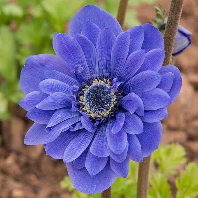 Easy to Grow Anemone Lord Lieutenant 20 Plant Bulbs - Blue Violet Flowers in Spring Outdoor