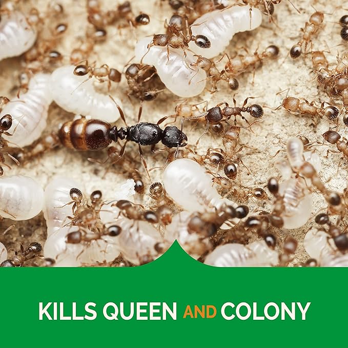 Hot Shot Ultra Clear Roach & Ant Gel Bait, 1-Count, 6-Pack, Plain