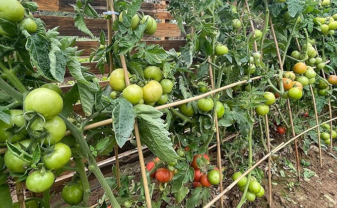 Plant Bamboo Post,3Feet,Bamboo Garden Stakes,50PcsBamboo Stakes,for Tomato,Beans,Vegetable and Flowers, Potted Plants,Indoor and Outdoor Climbing Plants