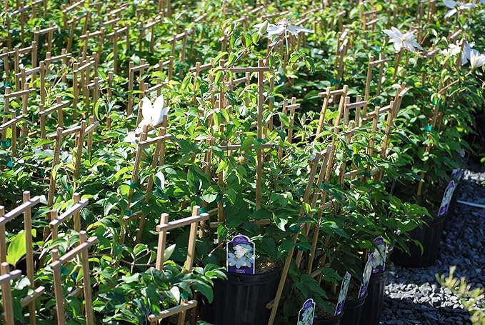 Perennial Farm Clematis 'Henryii' Hybrid – Live Flowering Vine in 4 Quart Container, Large Pure White Blooms with Creamy Centers, Long Blooming, Ideal for Trellises, Arbors & Classic Garden Displays