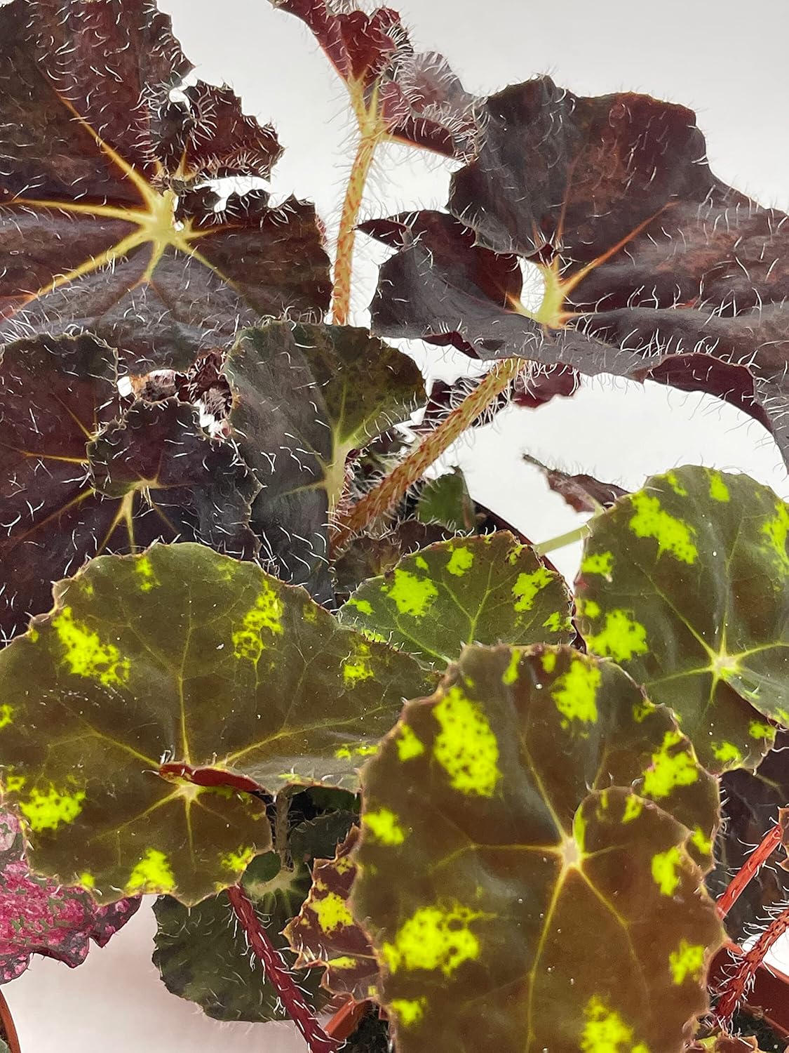 BubbleBlooms Harmony's Begonia Rex Assortment, Warm Summer Colors, 3 Different begonias in 4 inch pots