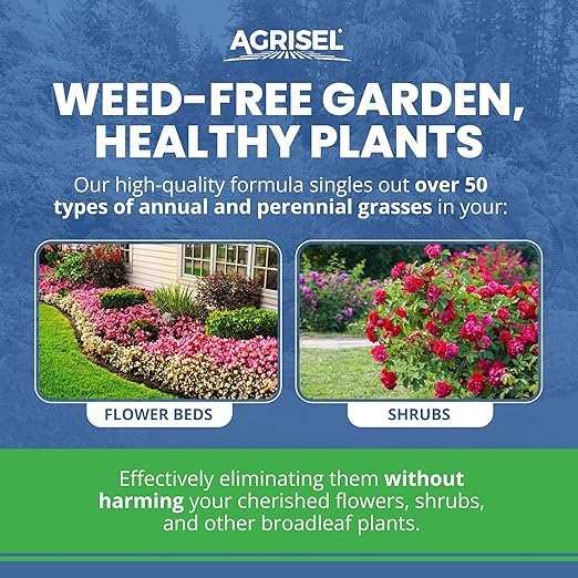 GrassOut Max Weed Killer, Targets 50+ Grassy Weeds Without Harming Desired Plants, Pet Safe, Large Area Treatment, Easy Application, 3-Pack of Disposable Gloves Included, 32 Ounces