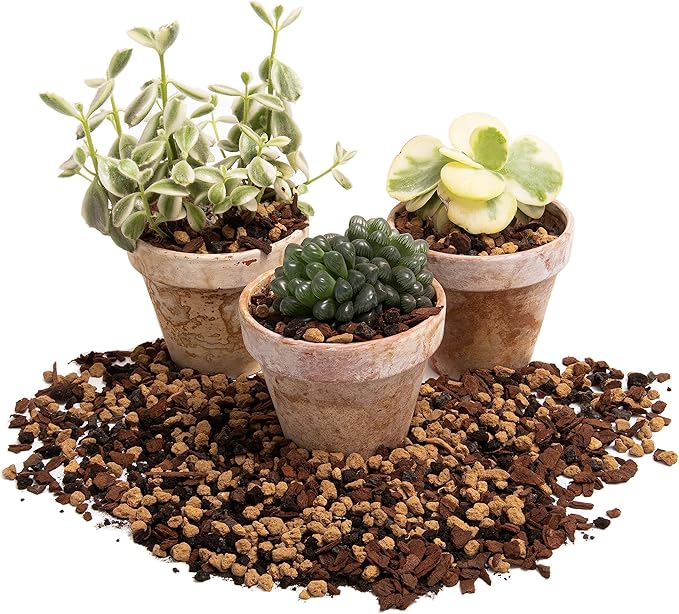 Molly's Succulent Mix - Premium Gritty Soilless Potting Mix for Succulents, Cactus and Bonsai - Contains Akadama, Hyuga, Bark Fines, Pumice, Lava Rock, Mycorrhizae 5.5 Liters