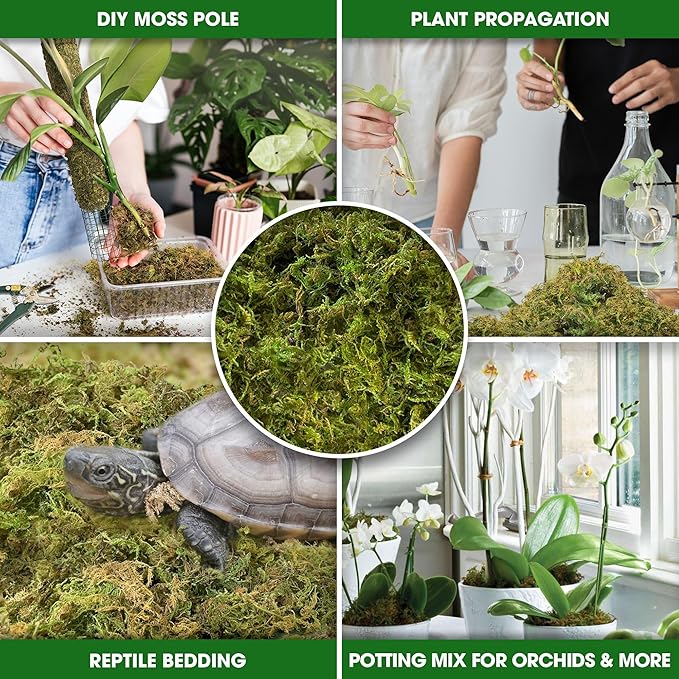 DUSPRO Big Bag Dried Forest Moss for Plant Propagation Sphagnum Moss Bulk for Orchid Repotting Mix Organic Soil Medium Bale Premium Hand Selected 16 QRT