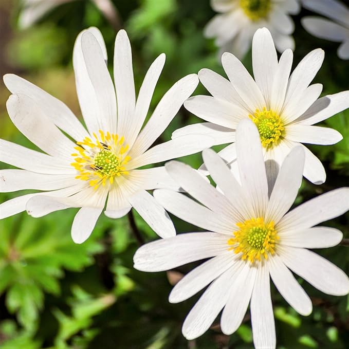 Easy to Grow Anemone Blanda 'White' Plant Bulbs (20 Pack) - White Flowering Blooms in Spring or Fall Gardens