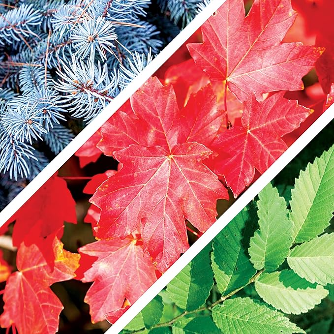 12 Bonsai Tree Seeds Kit - 300+ Seeds - Red Maple, Blue Spruce, Cherry Blossom, Wisteria, Black Pine, Flame, Chinese Elm, Purple Lilac, Trident Maple, Albizia Juibrissin, Judas, Desert Rose