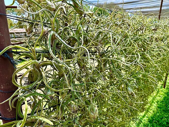 Air Plants - Flowering Tillandsia Caput Medusae, Large 5-7" - 2ct - Live Arrival Guaranteed - House Plants for Home Decor & Gift